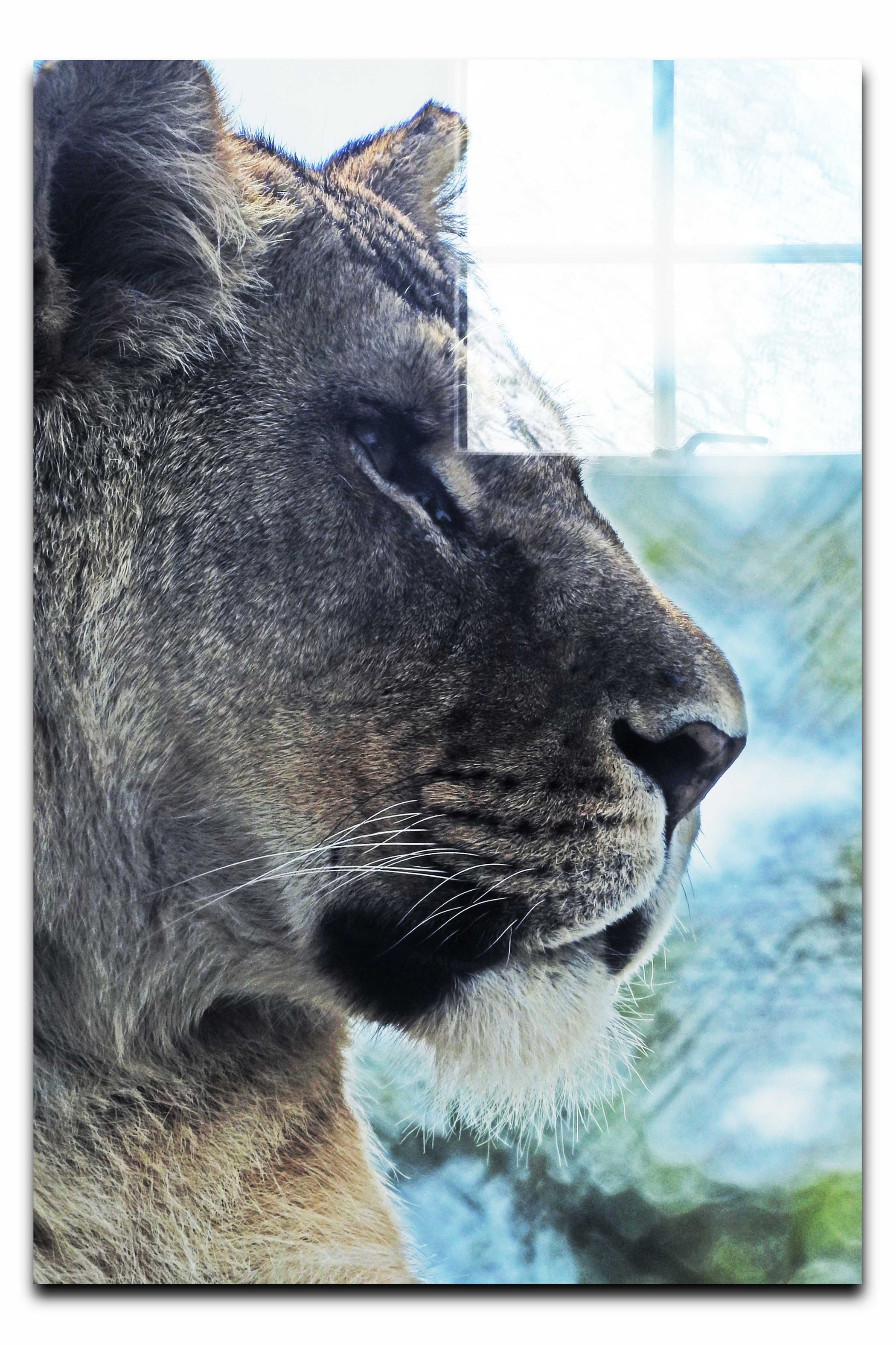 Fierce Lioness - Acrylic Print - Wildlife Category