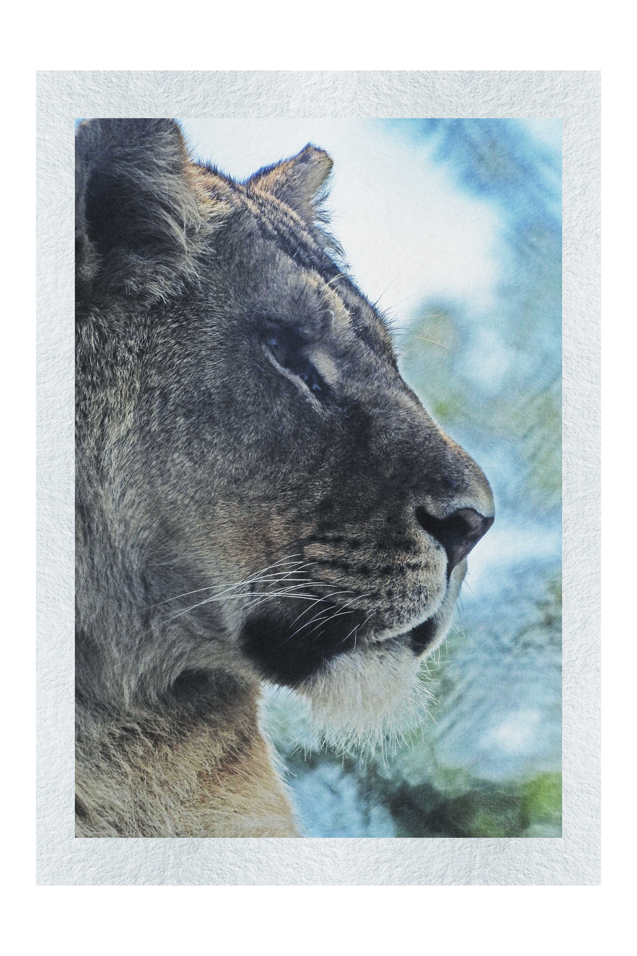 Fierce Lioness - Fine Art Print - Wildlife Category