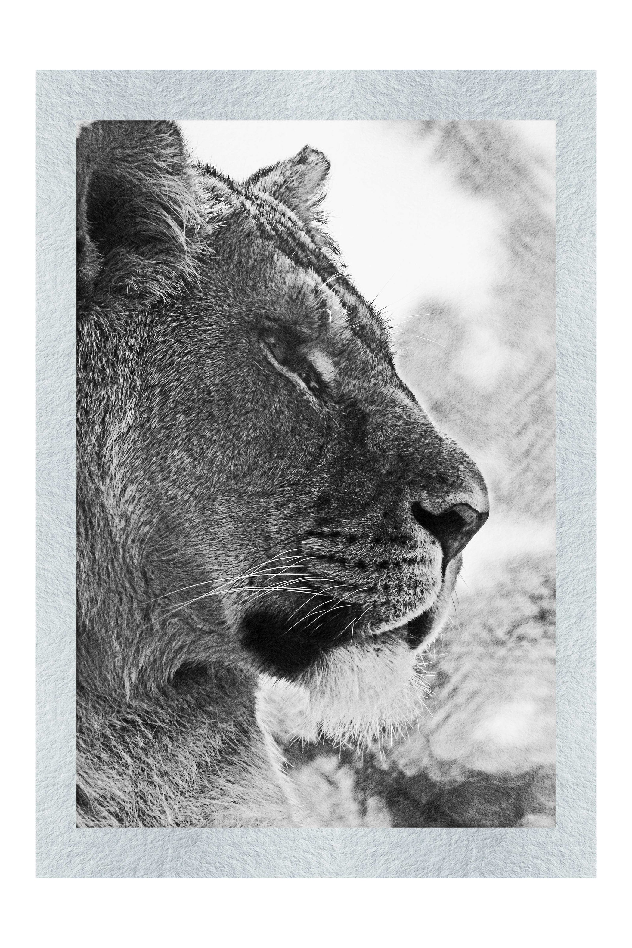 Fierce Lioness - Monochrome Fine Art Print - Wildlife Category