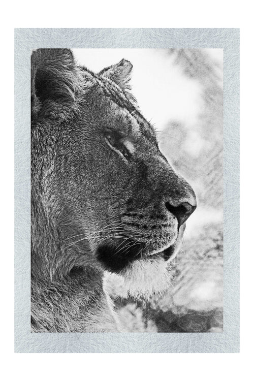 Fierce Lioness - Monochrome Fine Art Print - Wildlife Category