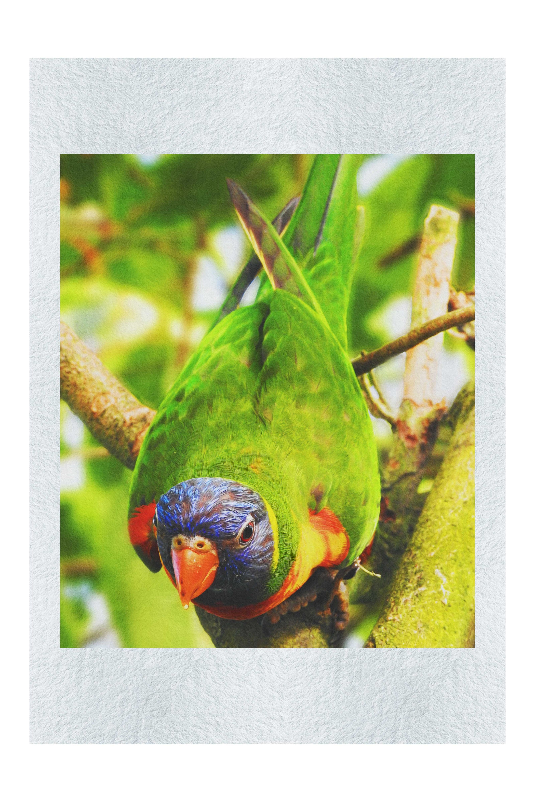 Lorikeet - Fine Art Print - Wildlife Category