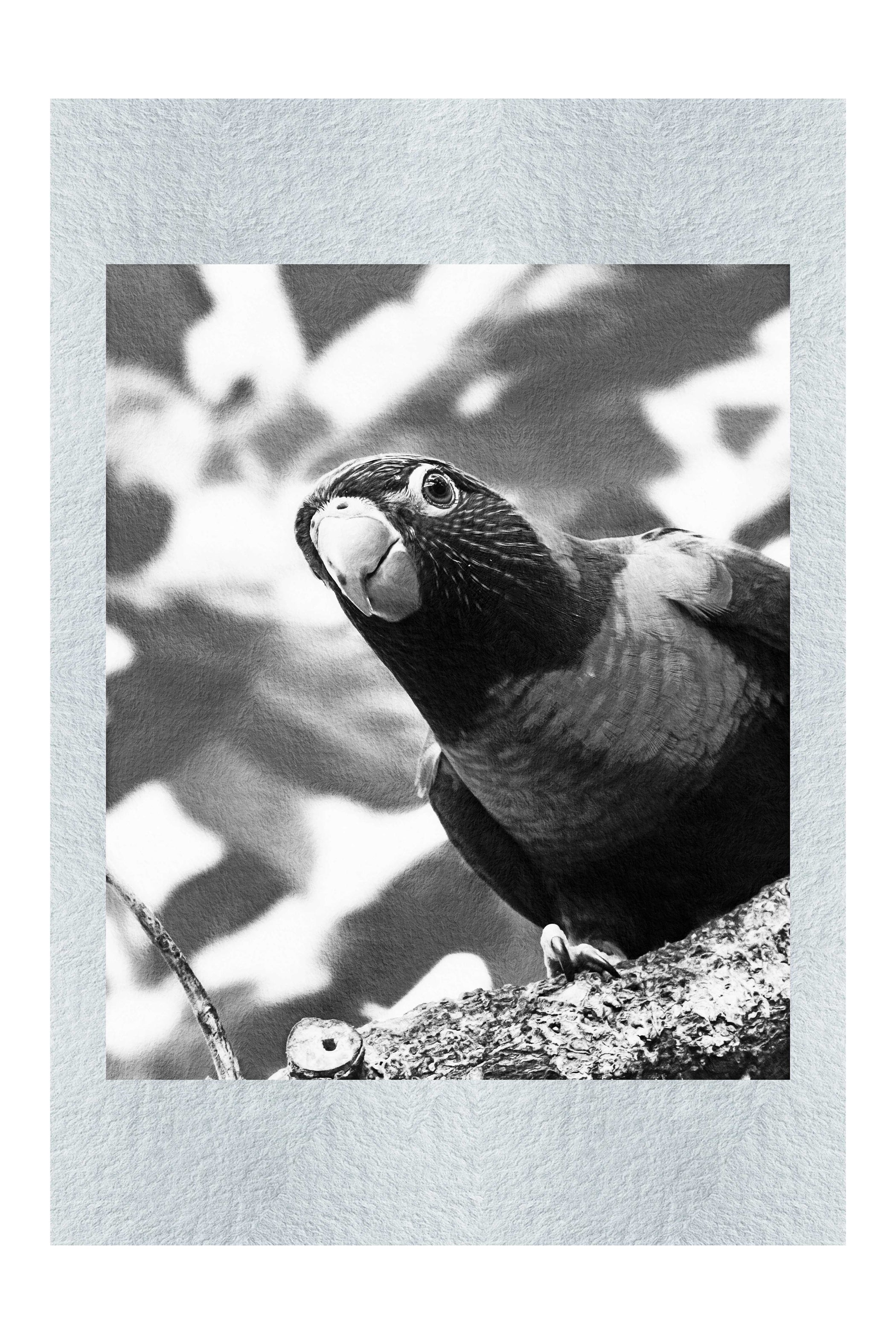 Curious Lorikeet - Monochrome Fine Art Print - Wildlife Category