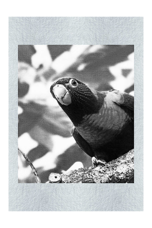 Curious Lorikeet - Monochrome Fine Art Print - Wildlife Category