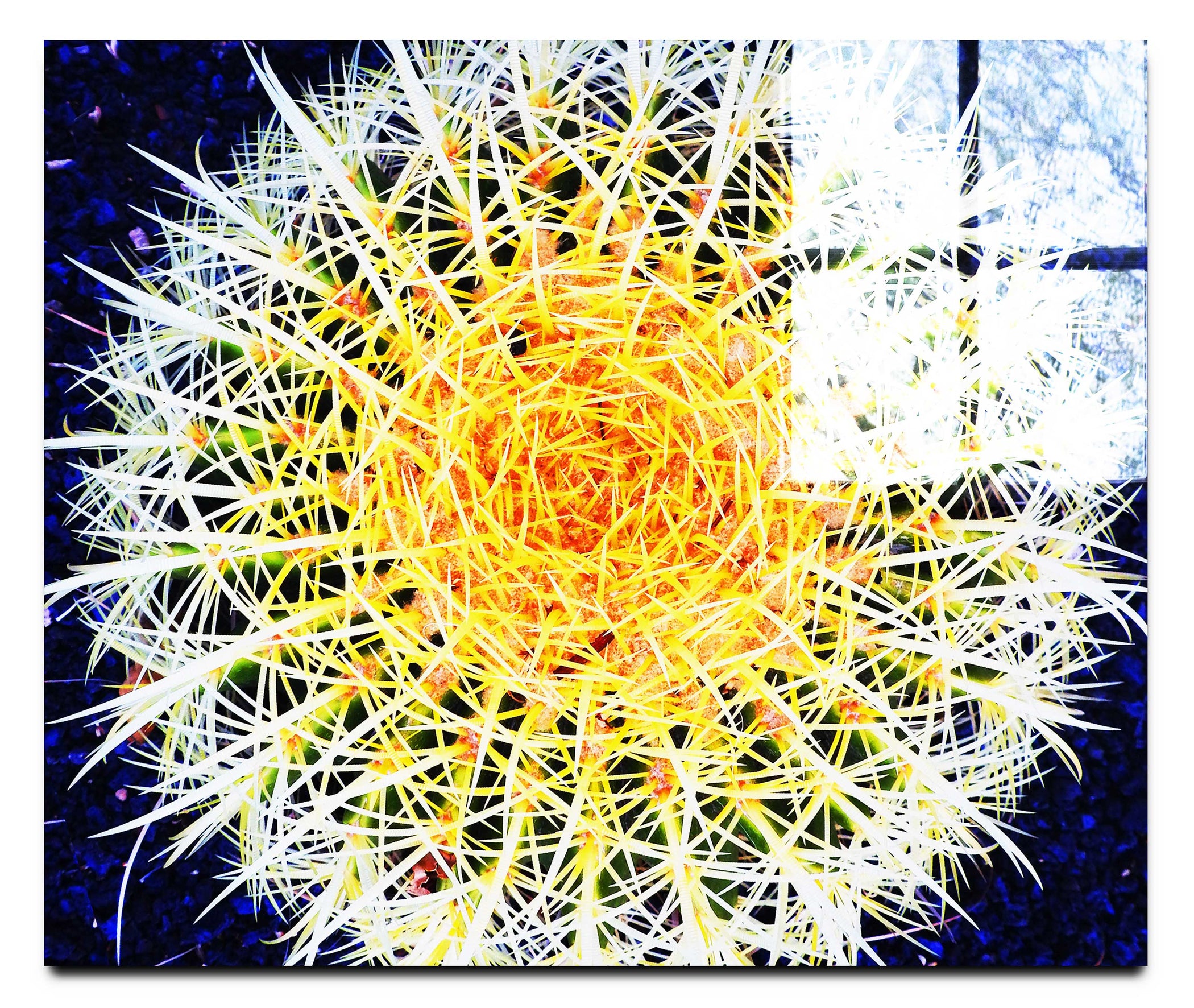 Hot Cactus - Acrylic Print - Flowers & Plants Category