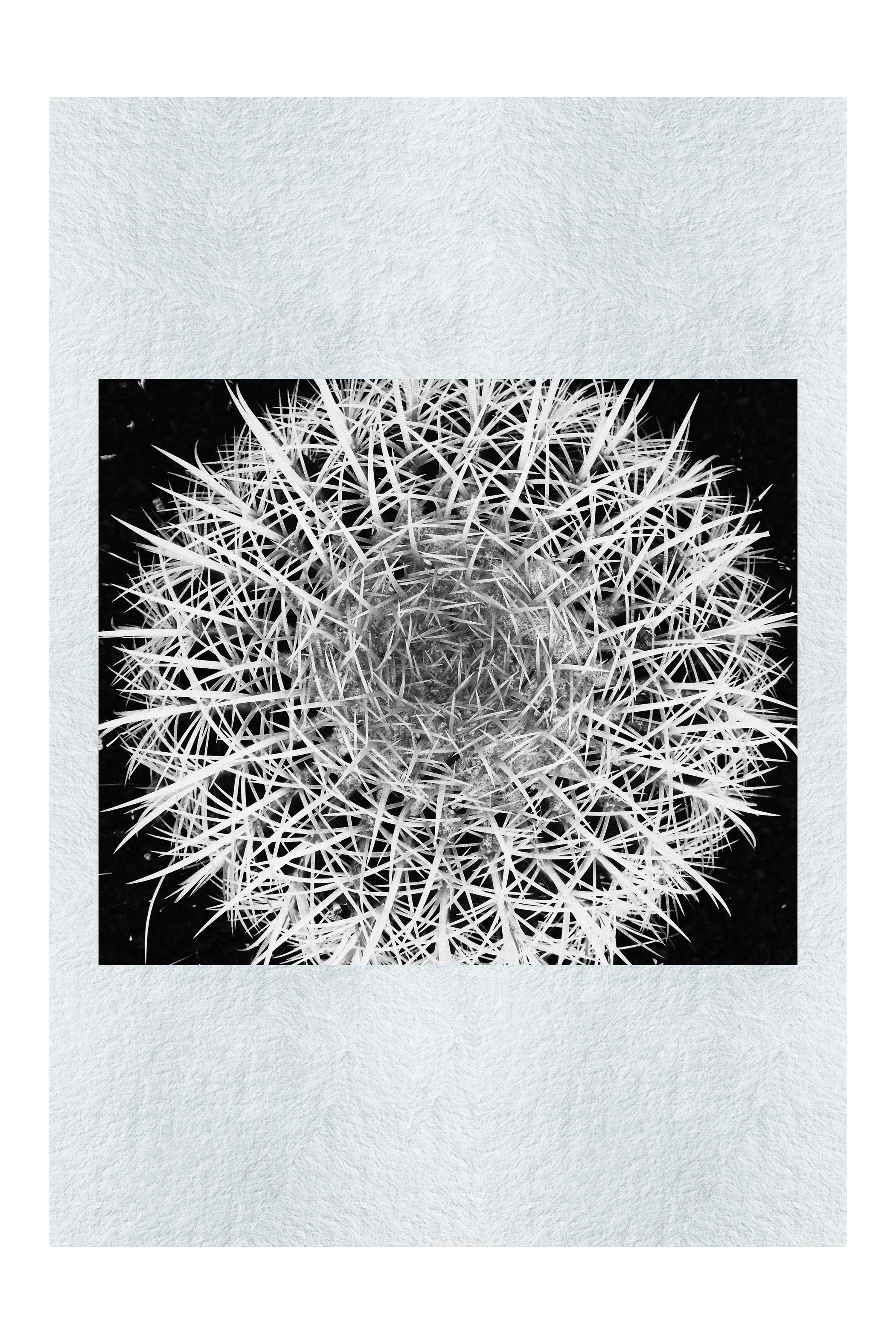 Hot Cactus - Monochrome Fine Art Print - Flowers & Plants Category