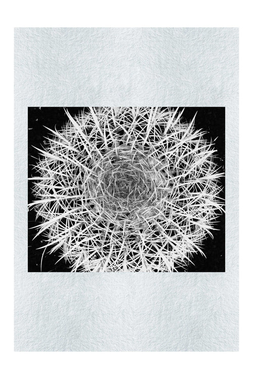 Hot Cactus - Monochrome Fine Art Print - Flowers & Plants Category