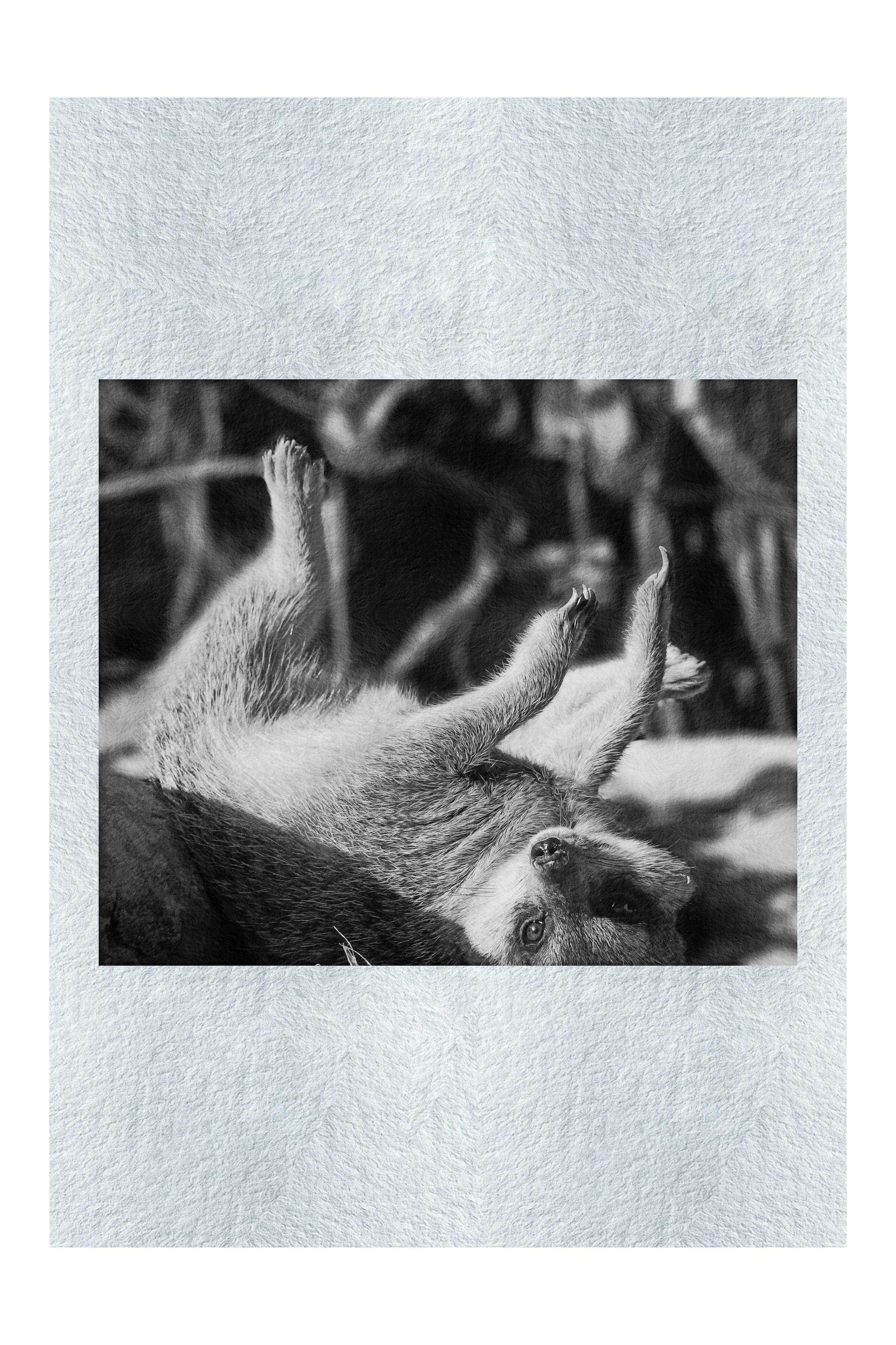 Cool Meerkat - Monochrome Fine Art Print - Wildlife Category