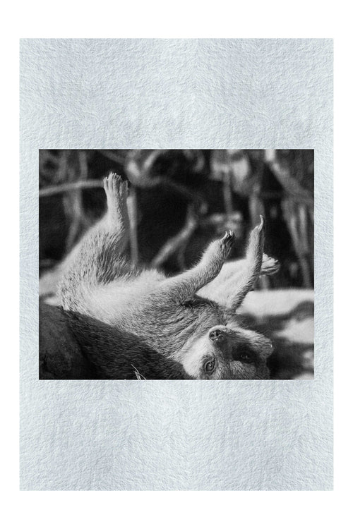 Cool Meerkat - Monochrome Fine Art Print - Wildlife Category