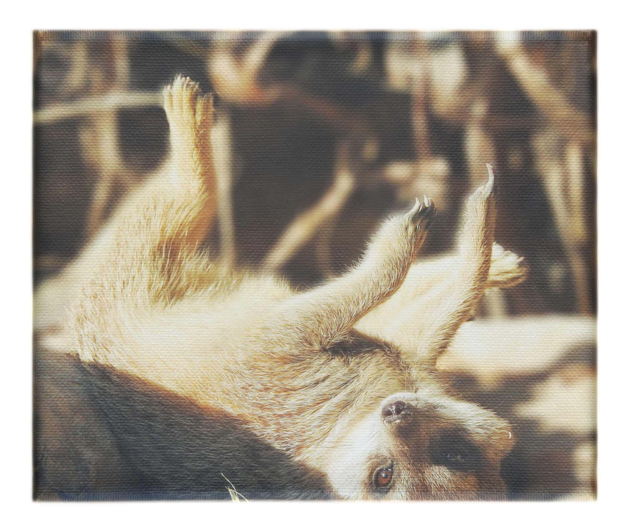 Lounging Meerkat - Canvas Print - Wildlife Category