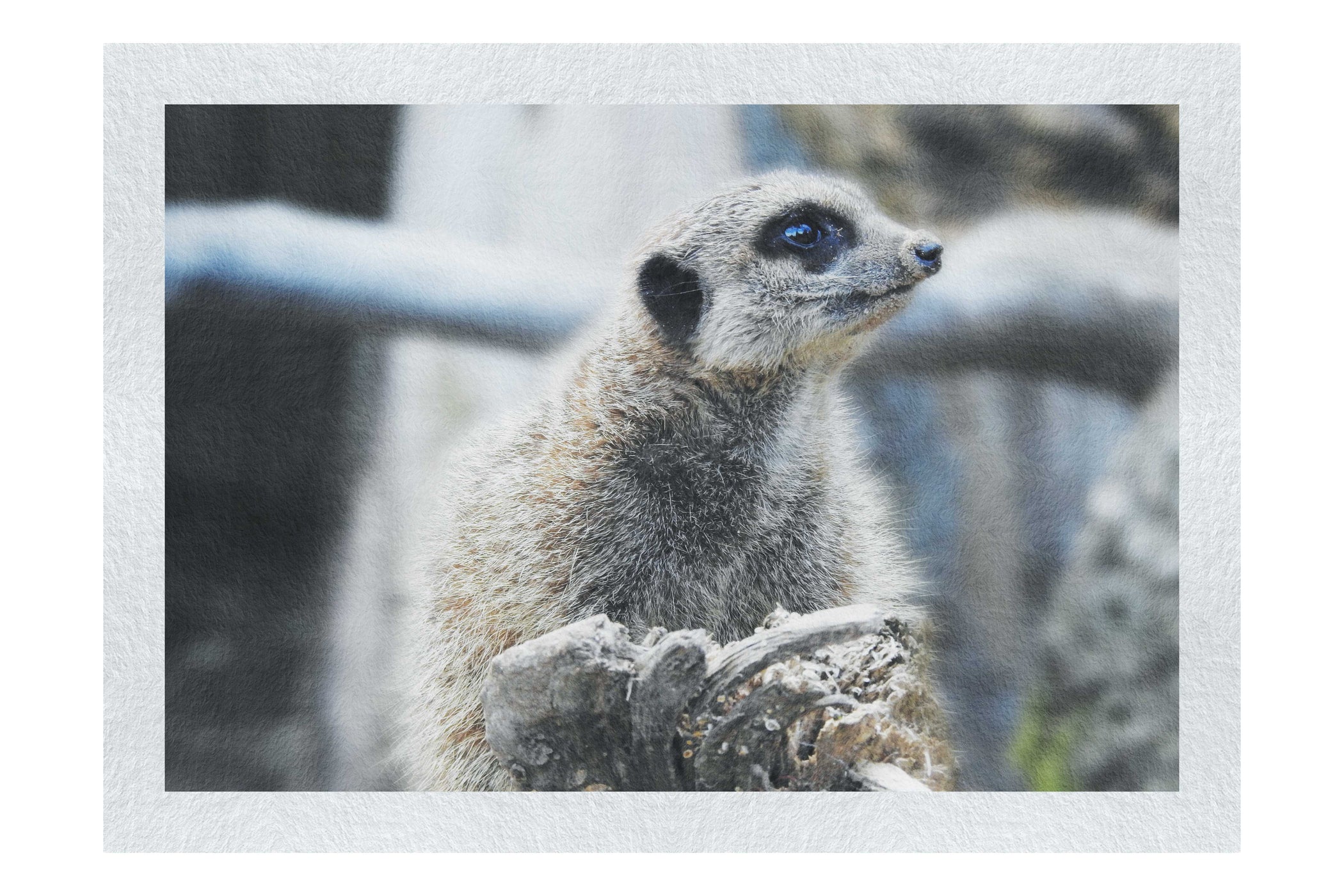 Curious Meerkat - Fine Art Print - Wildlife Category