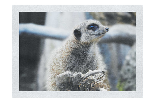 Curious Meerkat - Fine Art Print - Wildlife Category