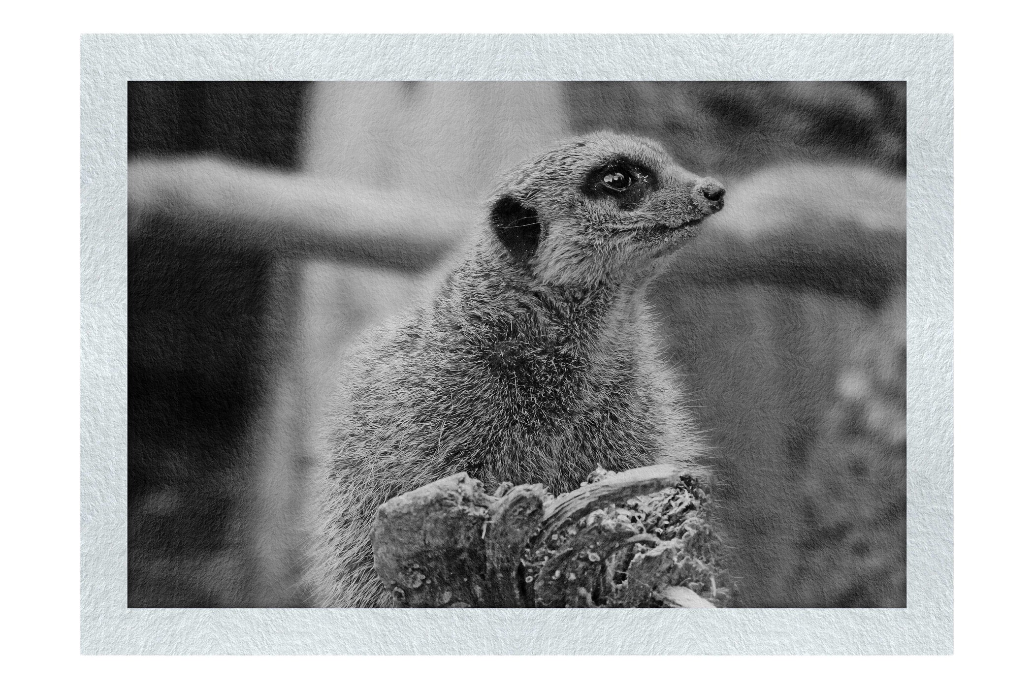 Curious Meerkat - Monochrome Fine Art Print - Wildlife Category
