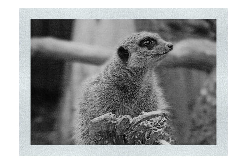 Curious Meerkat - Monochrome Fine Art Print - Wildlife Category