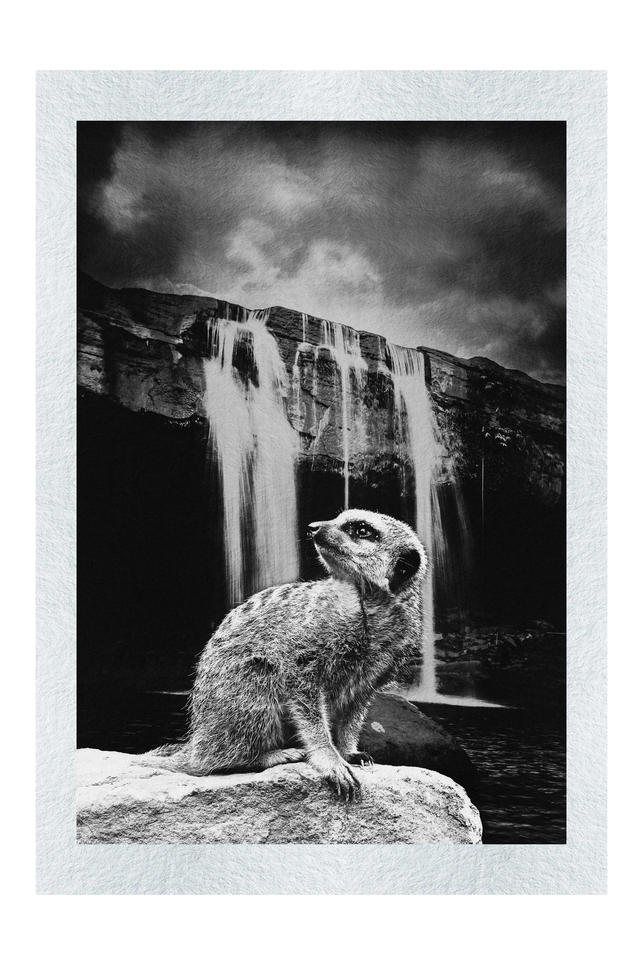 Meerkat Waterfall - Monochrome Fine Art Print - Rare Edition Category