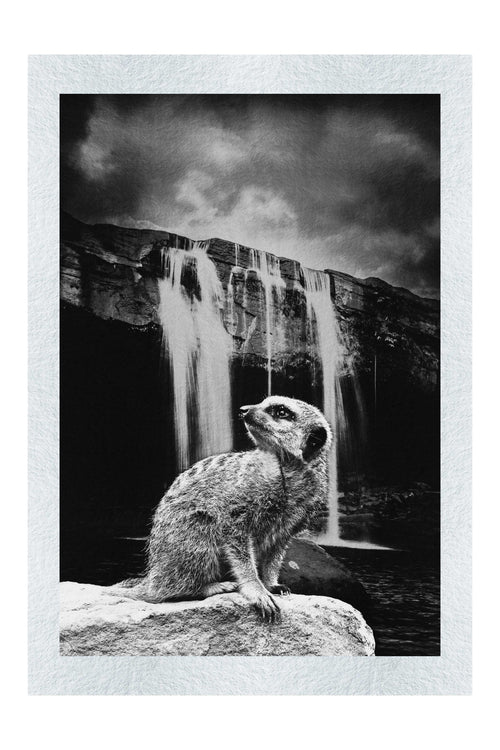 Meerkat Waterfall - Monochrome Fine Art Print - Rare Edition Category