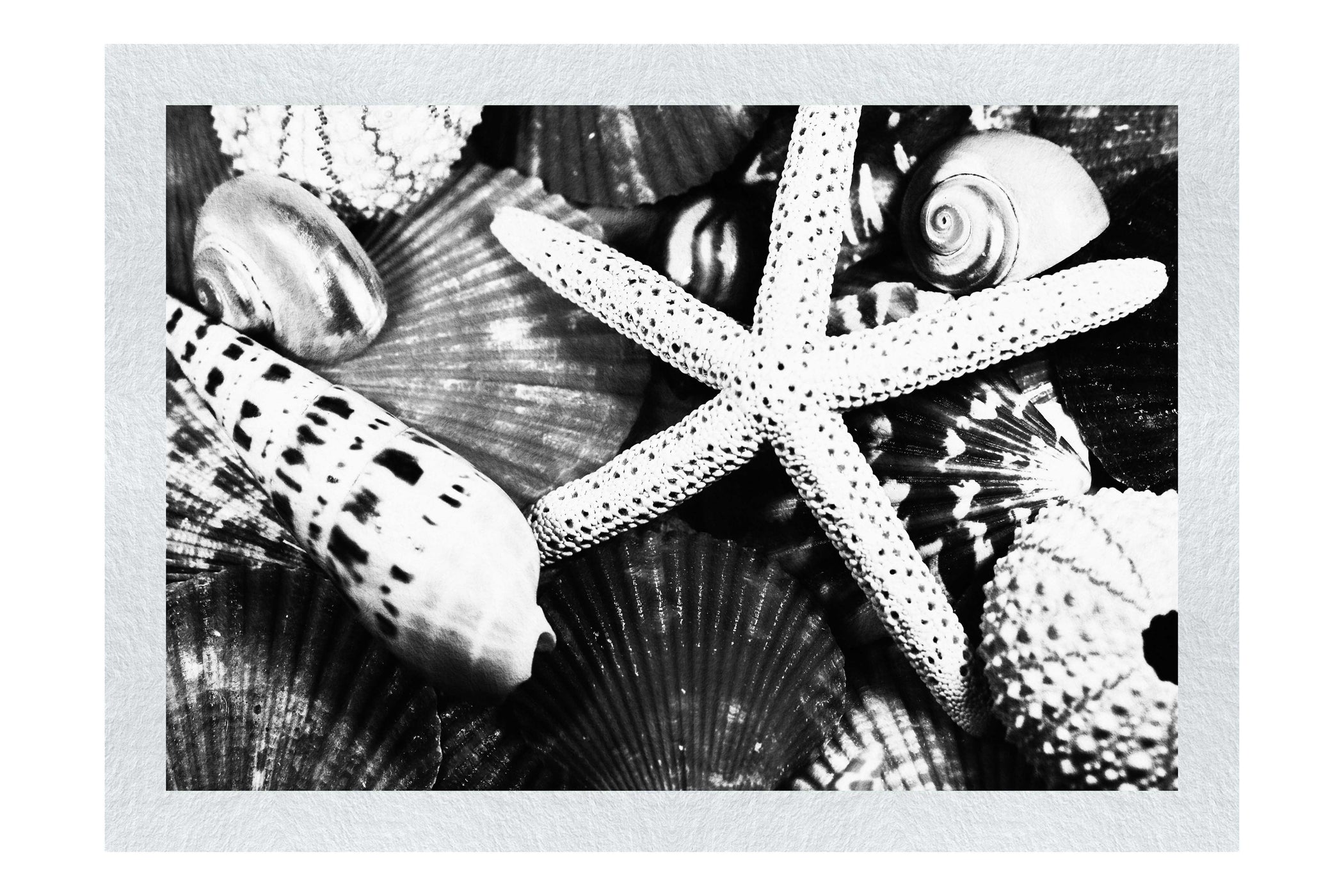 Asteroidea Beaded Starfish II - Monochrome Fine Art Print - Aquatic Art Category