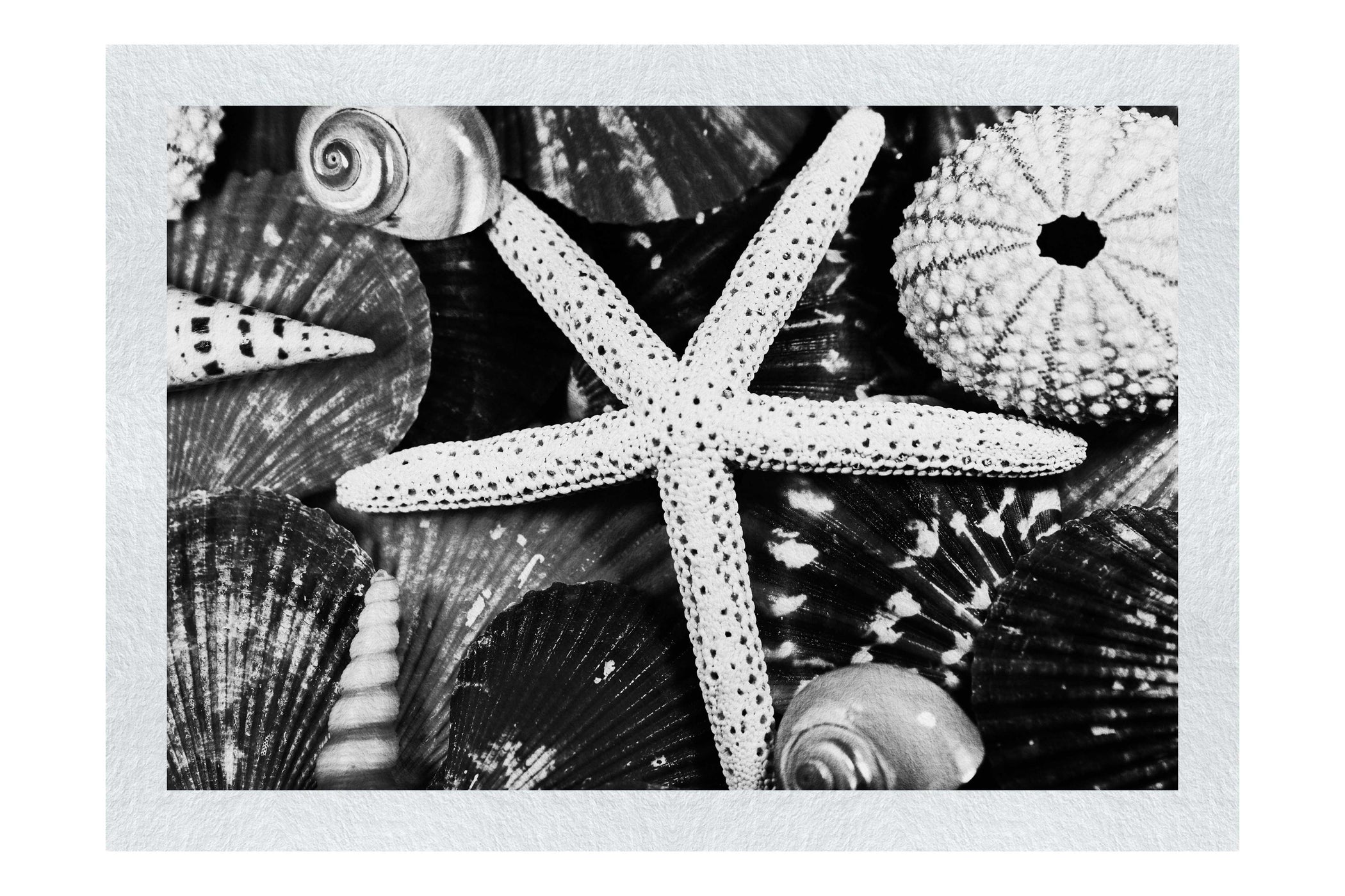Asteroidea Beaded Starfish III - Monochrome Fine Art Print - Aquatic Art Category