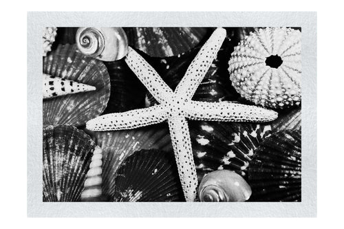 Asteroidea Beaded Starfish III - Monochrome Fine Art Print - Aquatic Art Category