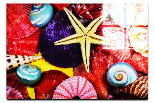 Asteroidea Blue Finger Starfish - Acrylic Print - Aquatic Art Category