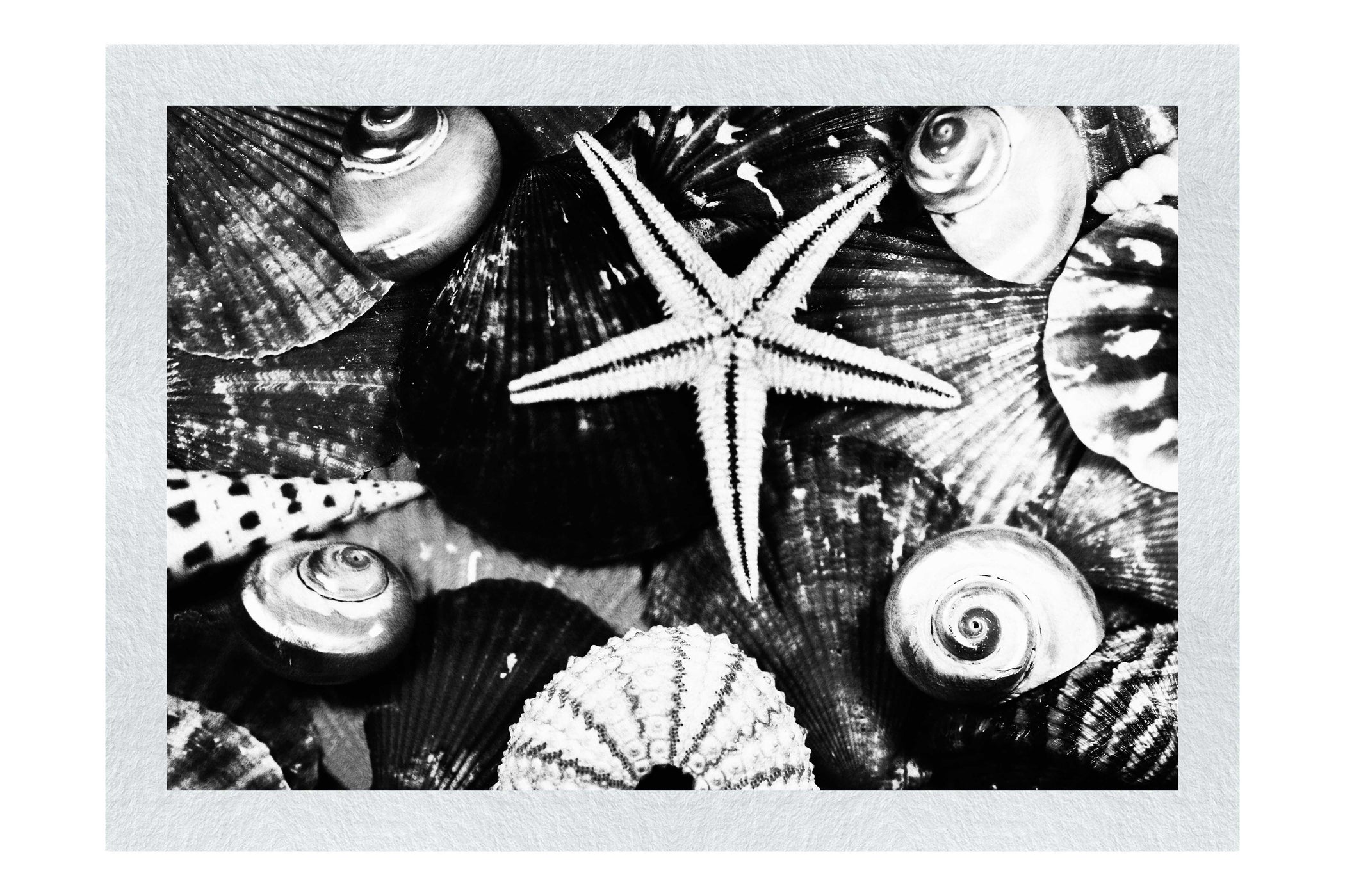 Asteroidea Blue Finger Starfish - Monochrome Fine Art Print - Aquatic Art Category
