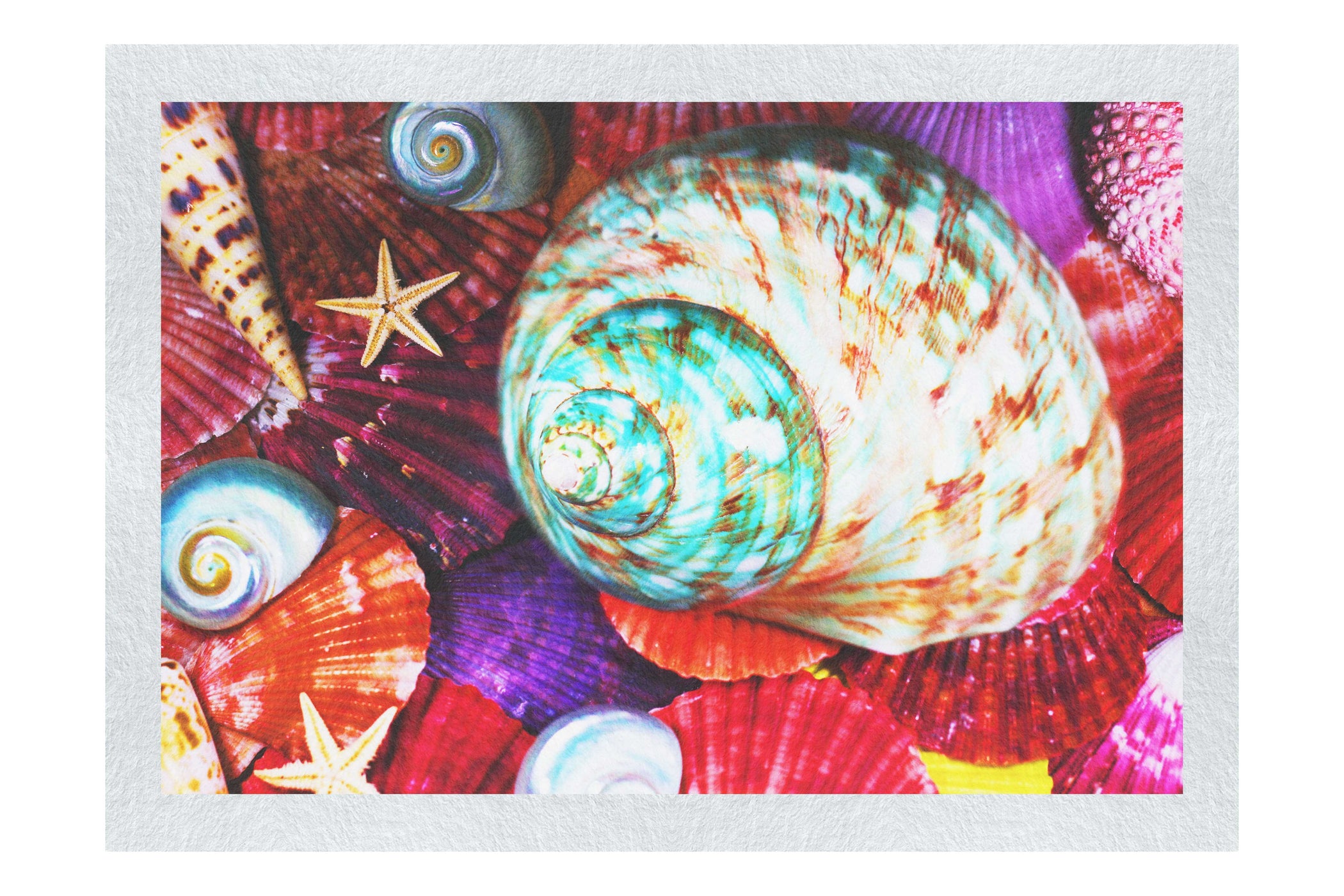 Turbinidae Shell & Beaded Asteroidea - Fine Art Print - Aquatic Art Category