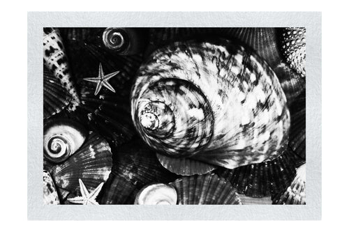 Turbinidae Shell & Beaded Asteroidea - Monochrome Fine Art Print - Aquatic Art Category