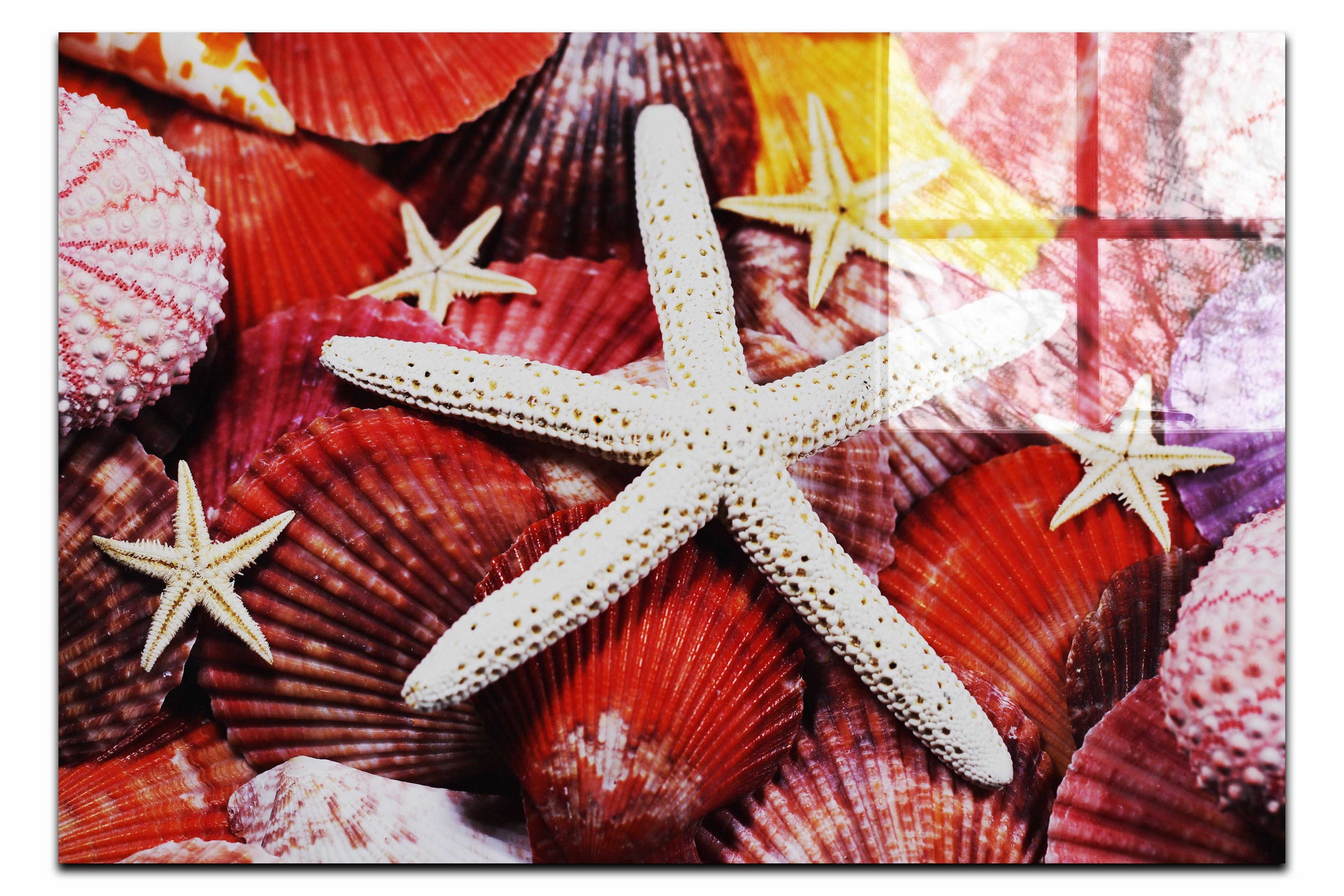 Asteroidea Finger & Beaded Starfish - Acrylic Print - Aquatic Art Category