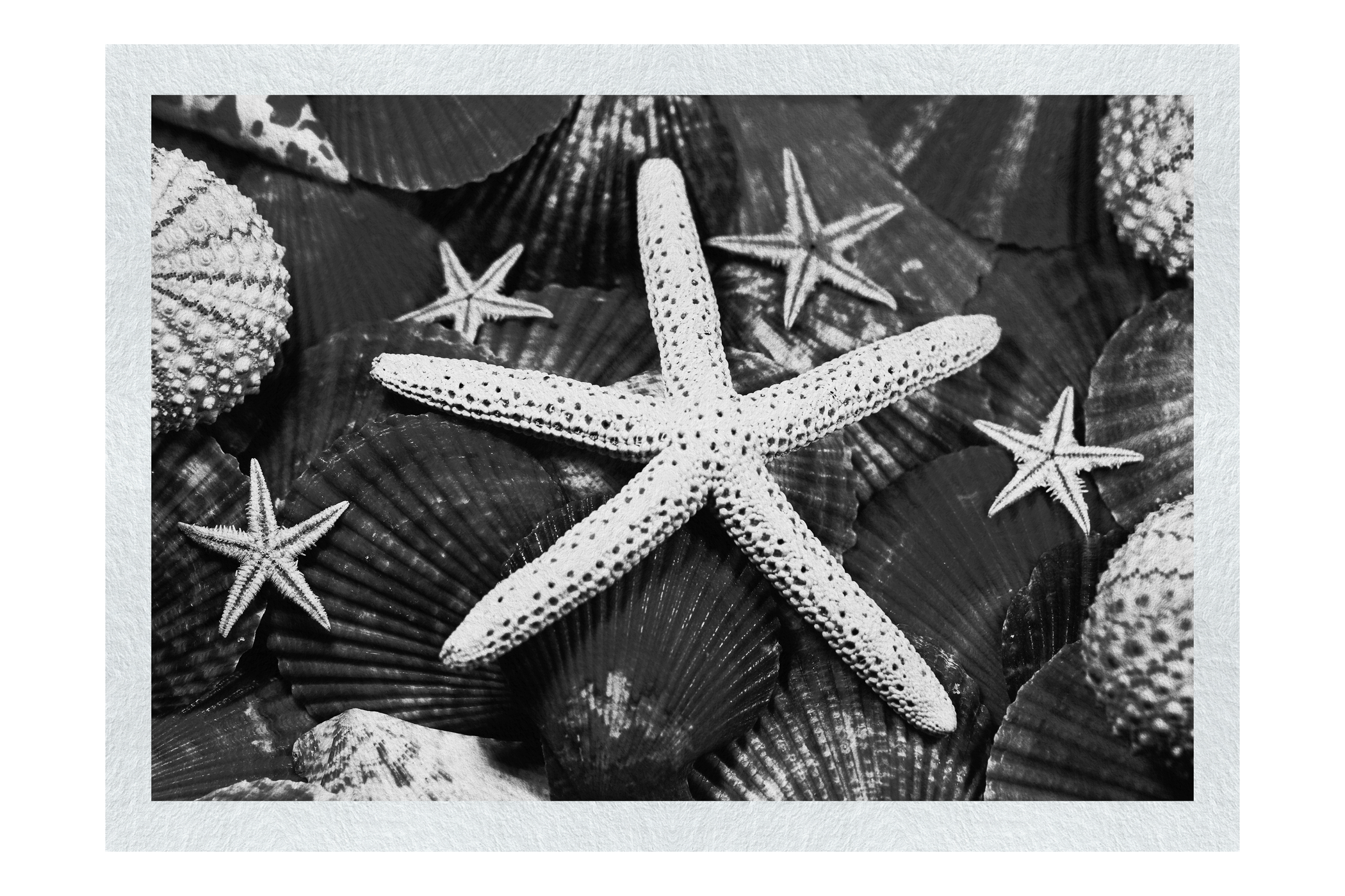 Asteroidea Finger & Beaded Starfish - Monochrome Fine Art Print - Aquatic Art Category