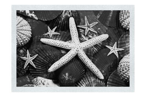 Asteroidea Finger & Beaded Starfish - Monochrome Fine Art Print - Aquatic Art Category