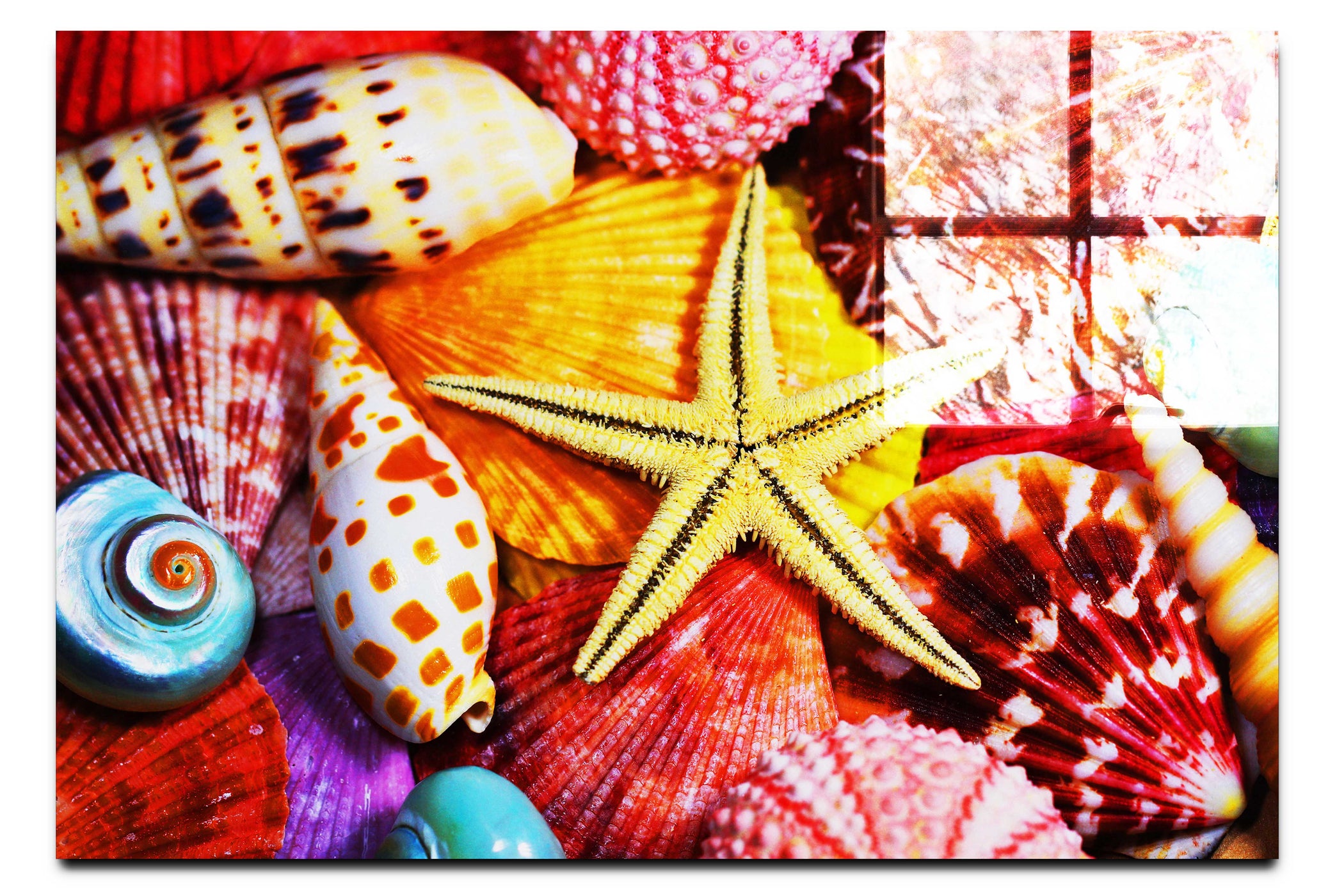 Star In The Shells - Acrylic Print - Aquatic Art Category