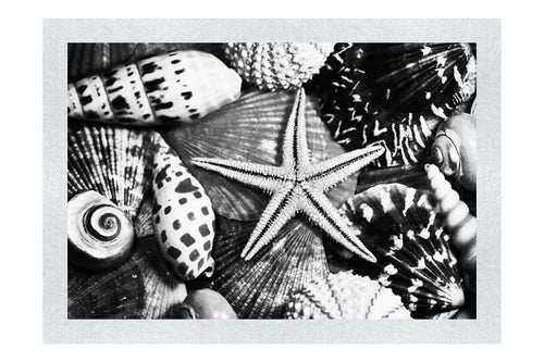 Star In The Shells - Monochrome Fine Art Print - Aquatic Art Category