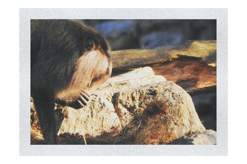 Lion-Tailed Macaque - Fine Art Print - Wildlife Category