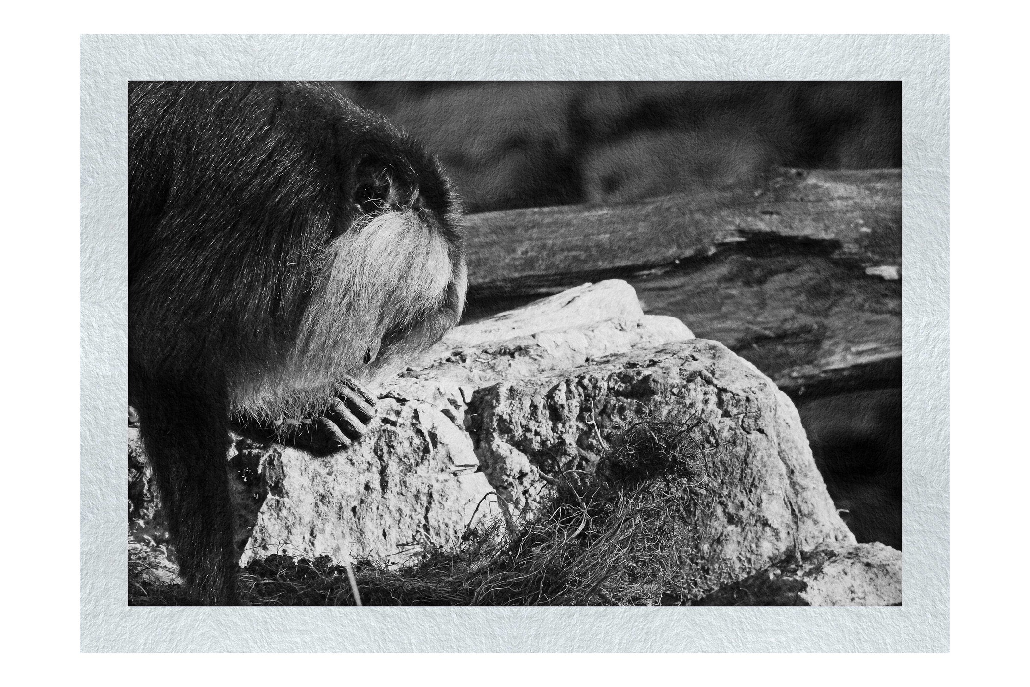 Lion-Tailed Macaque - Monochrome Fine Art Print - Wildlife Category