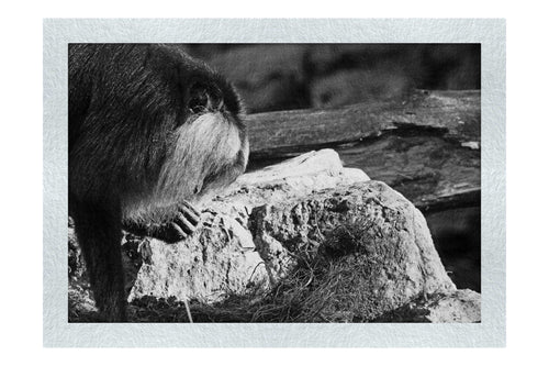 Lion-Tailed Macaque - Monochrome Fine Art Print - Wildlife Category