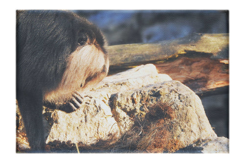 Lion-Tailed Macaque - Canvas Print - Wildlife Category