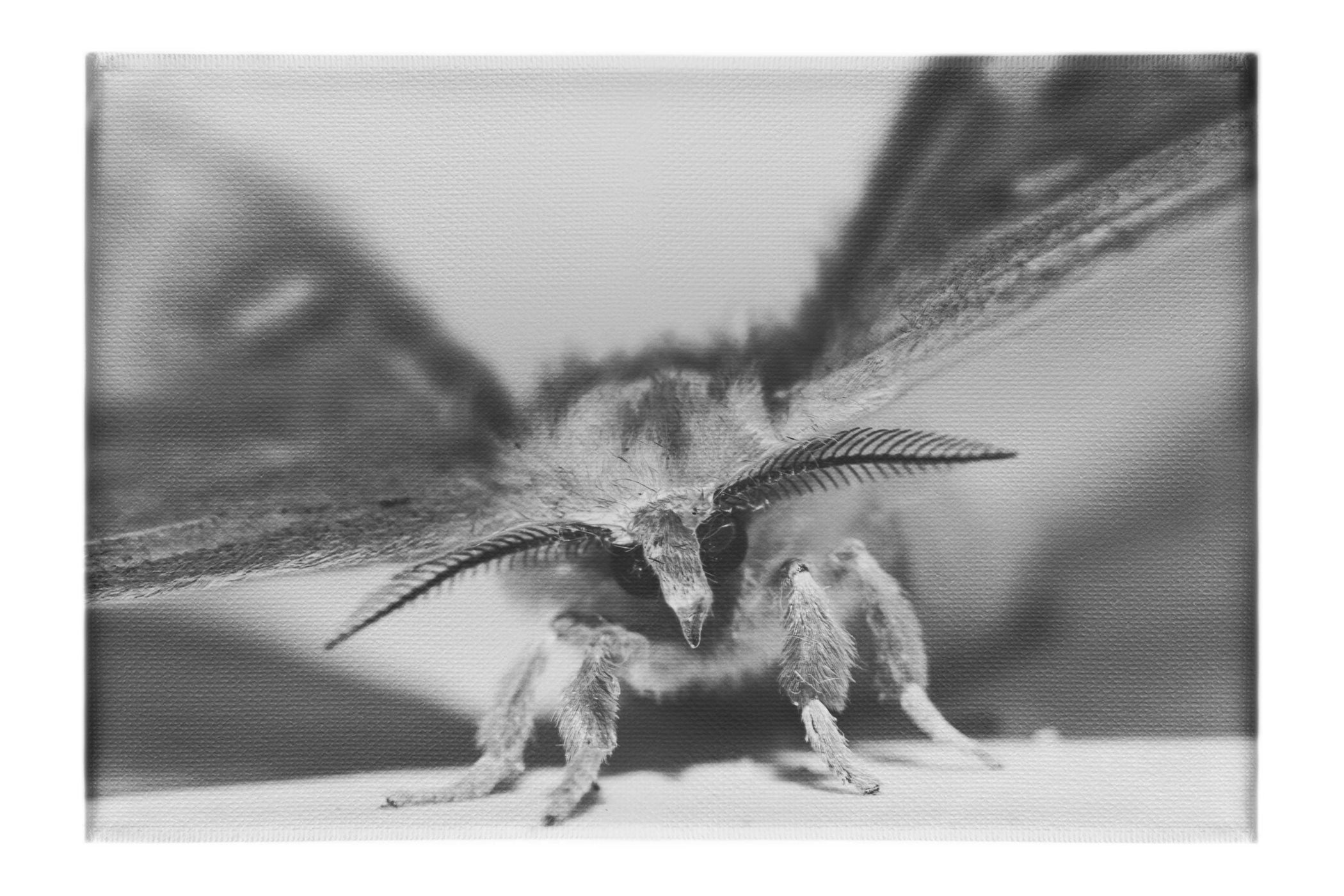 Monochrome Moth - Canvas Print - Wildlife Category