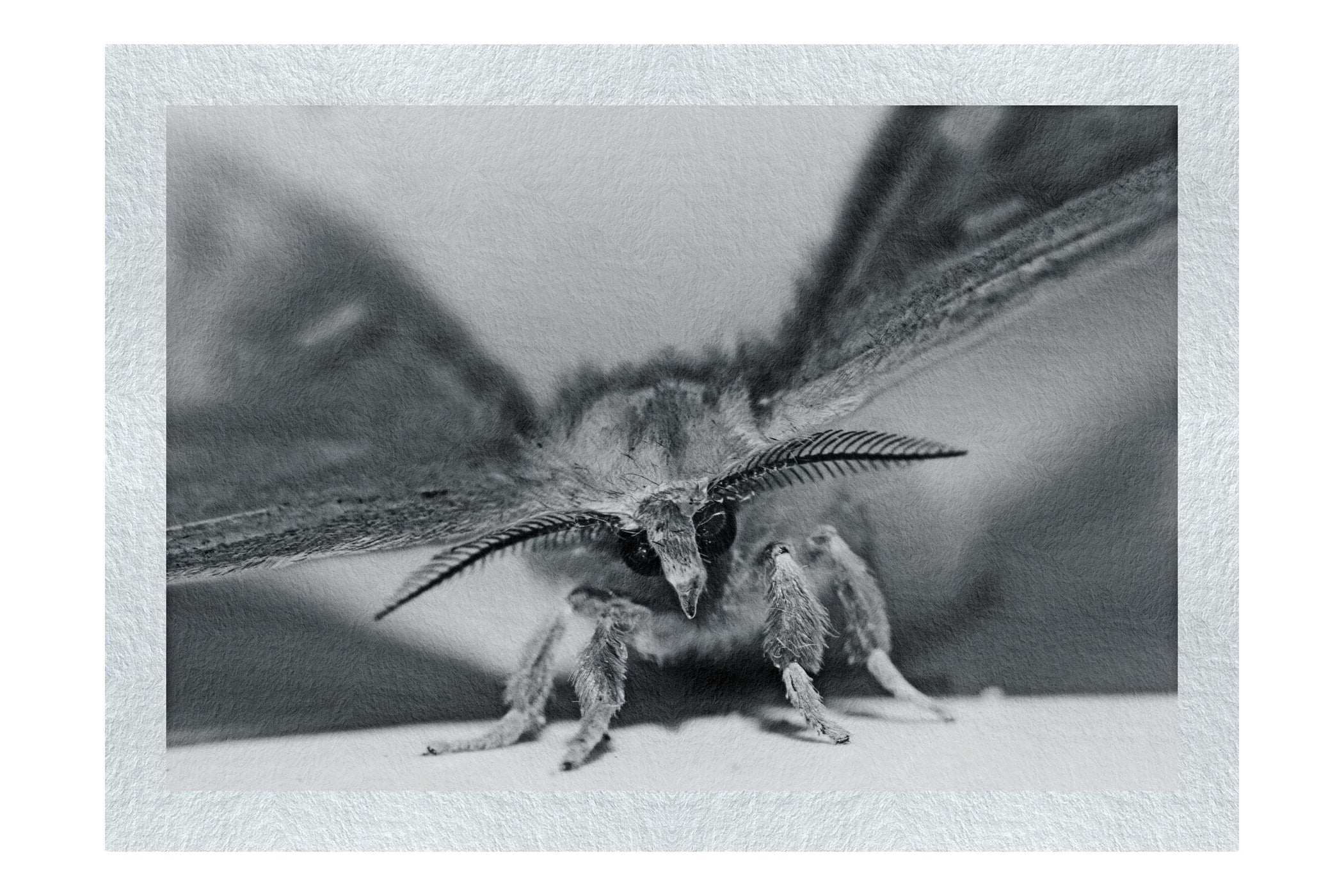 Monochrome Moth - Monochrome Fine Art Print - Wildlife Category