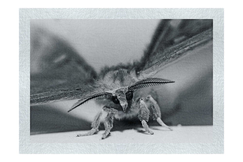 Monochrome Moth - Monochrome Fine Art Print - Wildlife Category