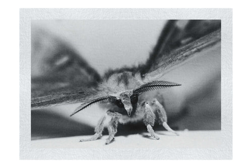 Monochrome Moth - Fine Art Print - Wildlife Category