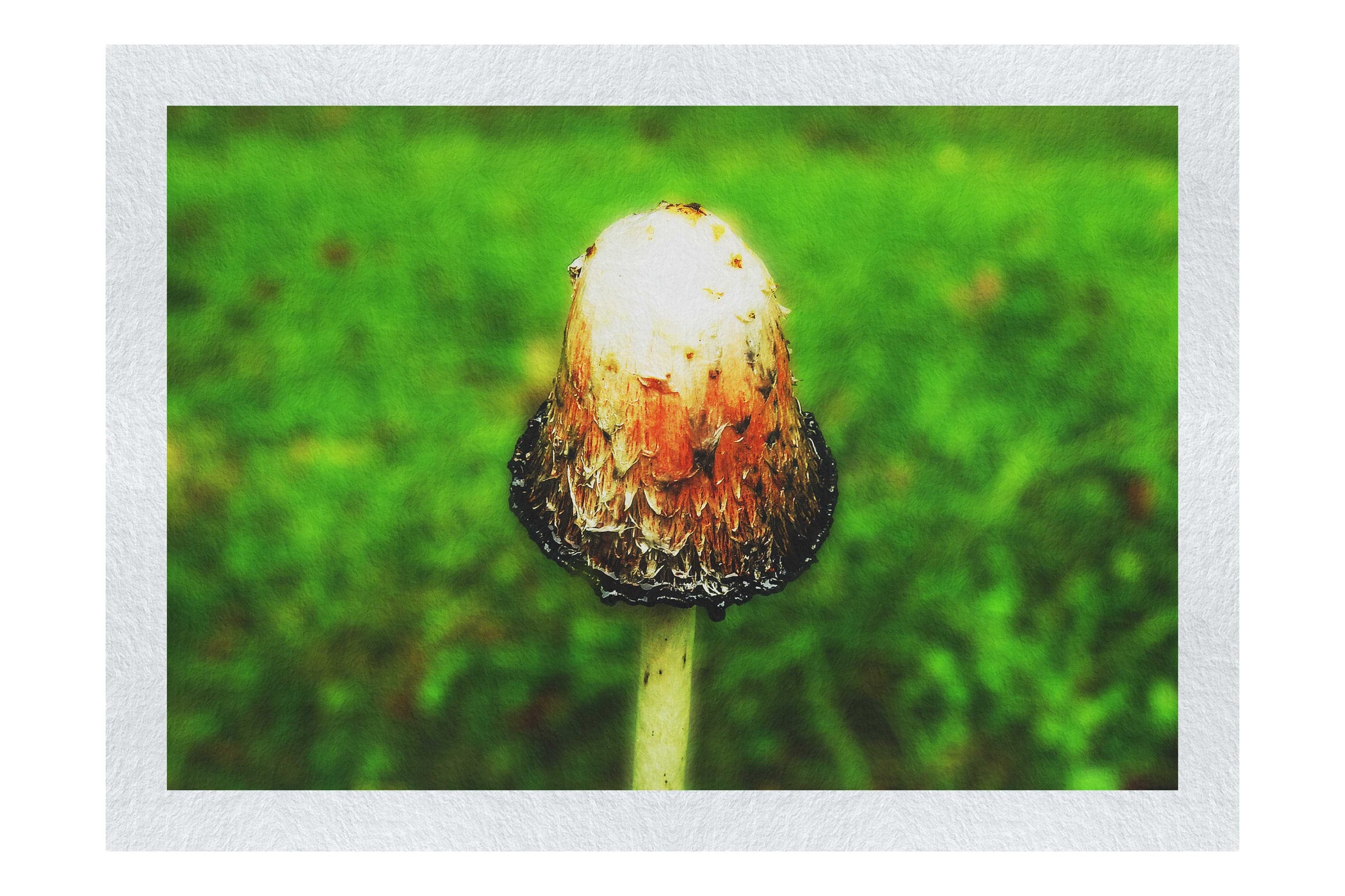 Forest Sentinel - Fine Art Print - Flowers & Plants Category