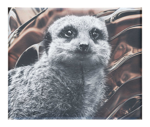 Meerkat Portrait - Canvas Print - Rare Edition Category