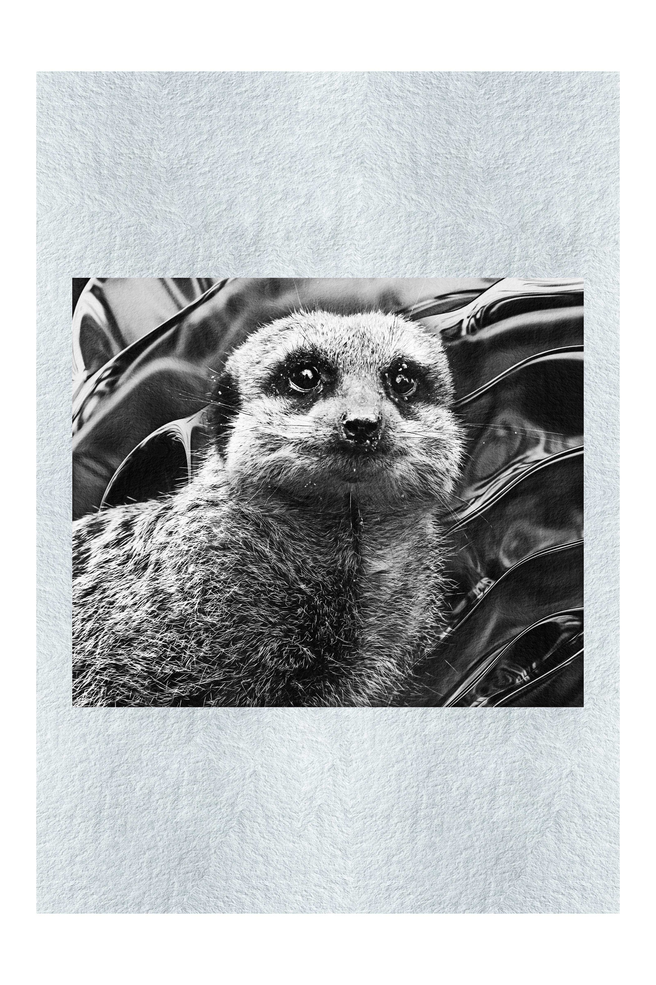 Meerkat Portrait - Monochrome Fine Art Print - Rare Edition Category