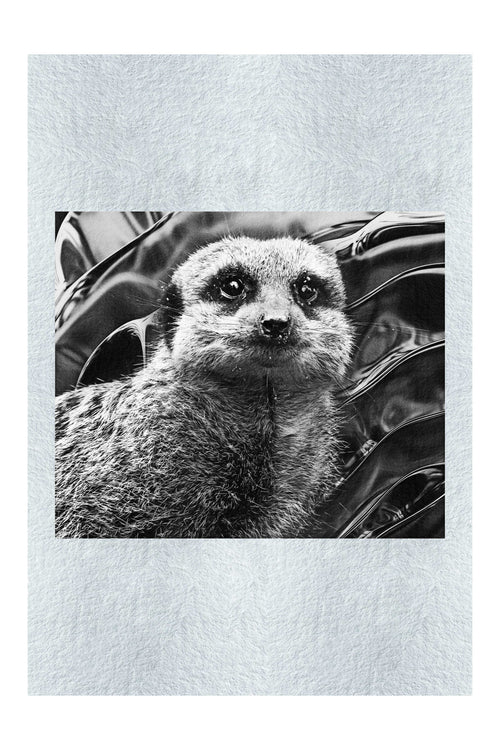 Meerkat Portrait - Monochrome Fine Art Print - Rare Edition Category