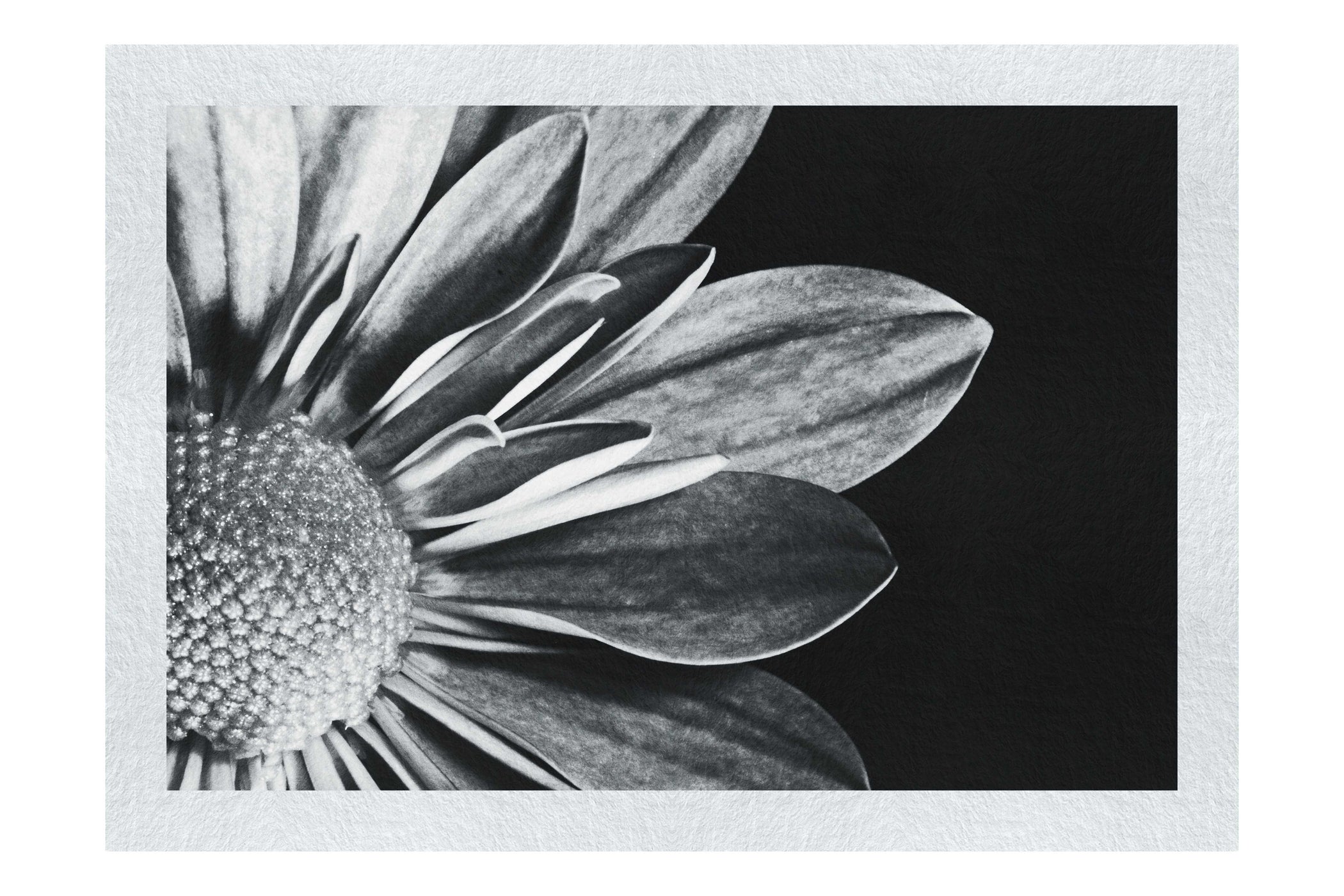 Monochrome Bloom - Monochrome Fine Art Print - Flowers & Plants Category