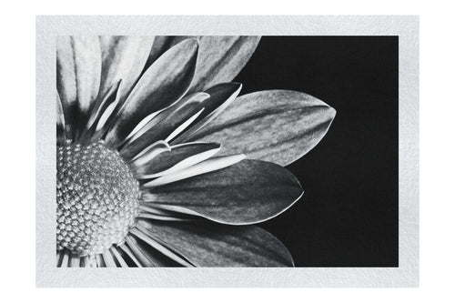 Monochrome Bloom - Monochrome Fine Art Print - Flowers & Plants Category