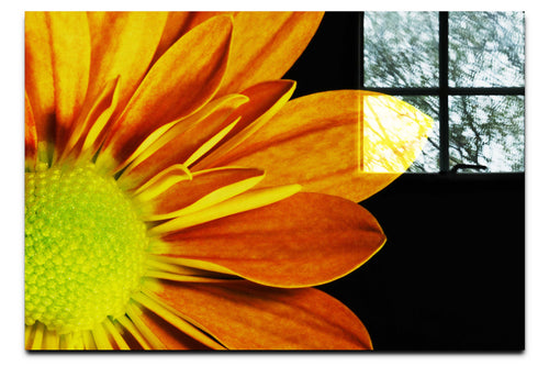 Golden Petals - Acrylic Print - Flowers & Plants Category