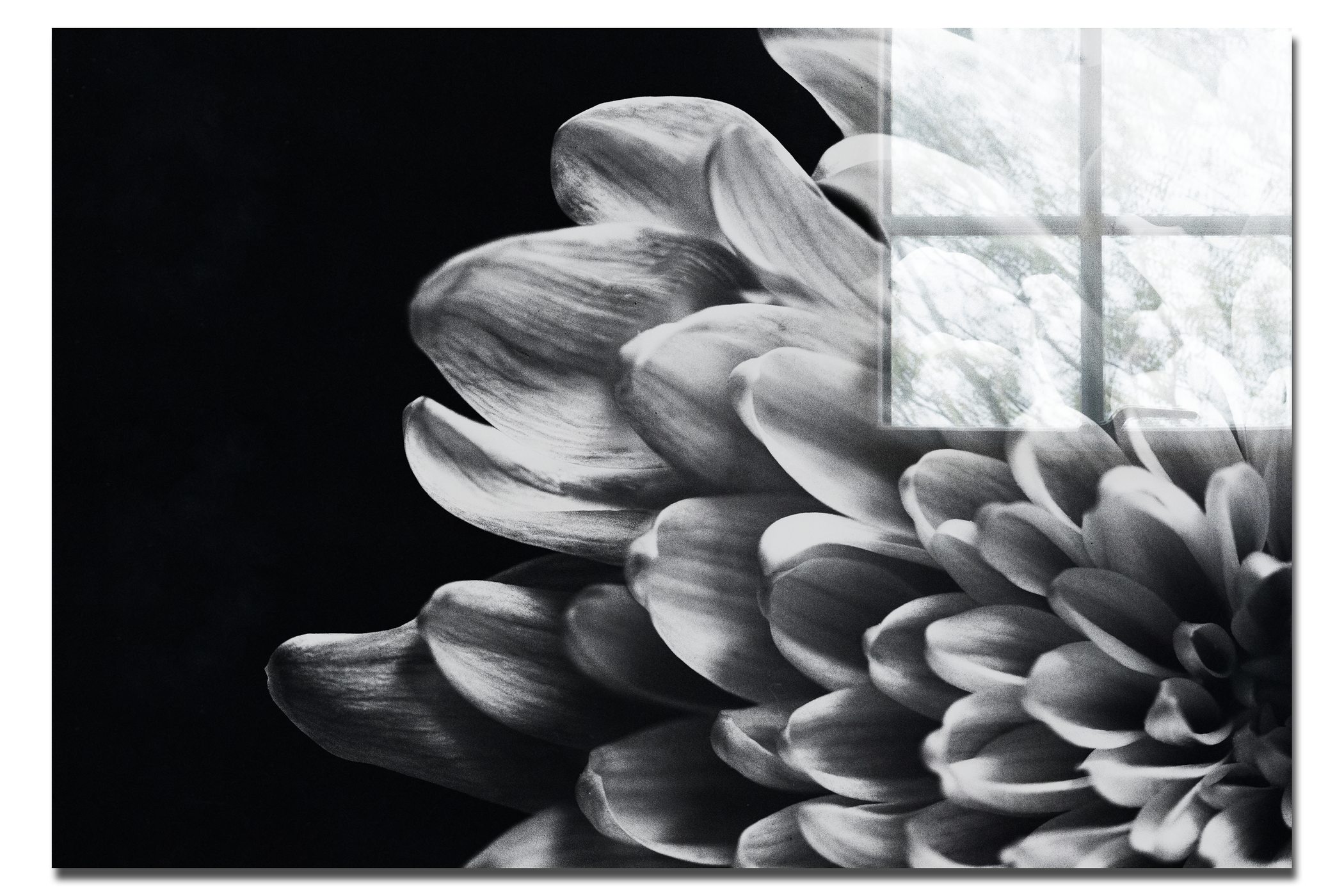 White Petal Plant - Acrylic Print - Flowers & Plants Category
