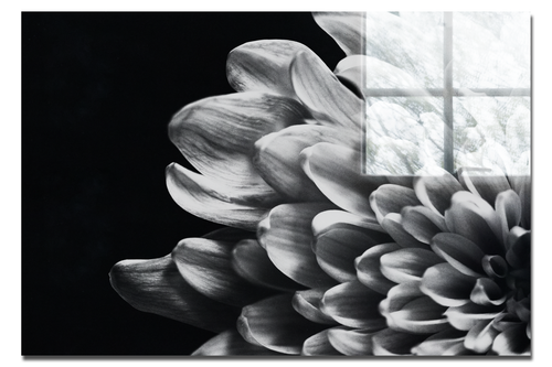 White Petal Plant - Acrylic Print - Flowers & Plants Category