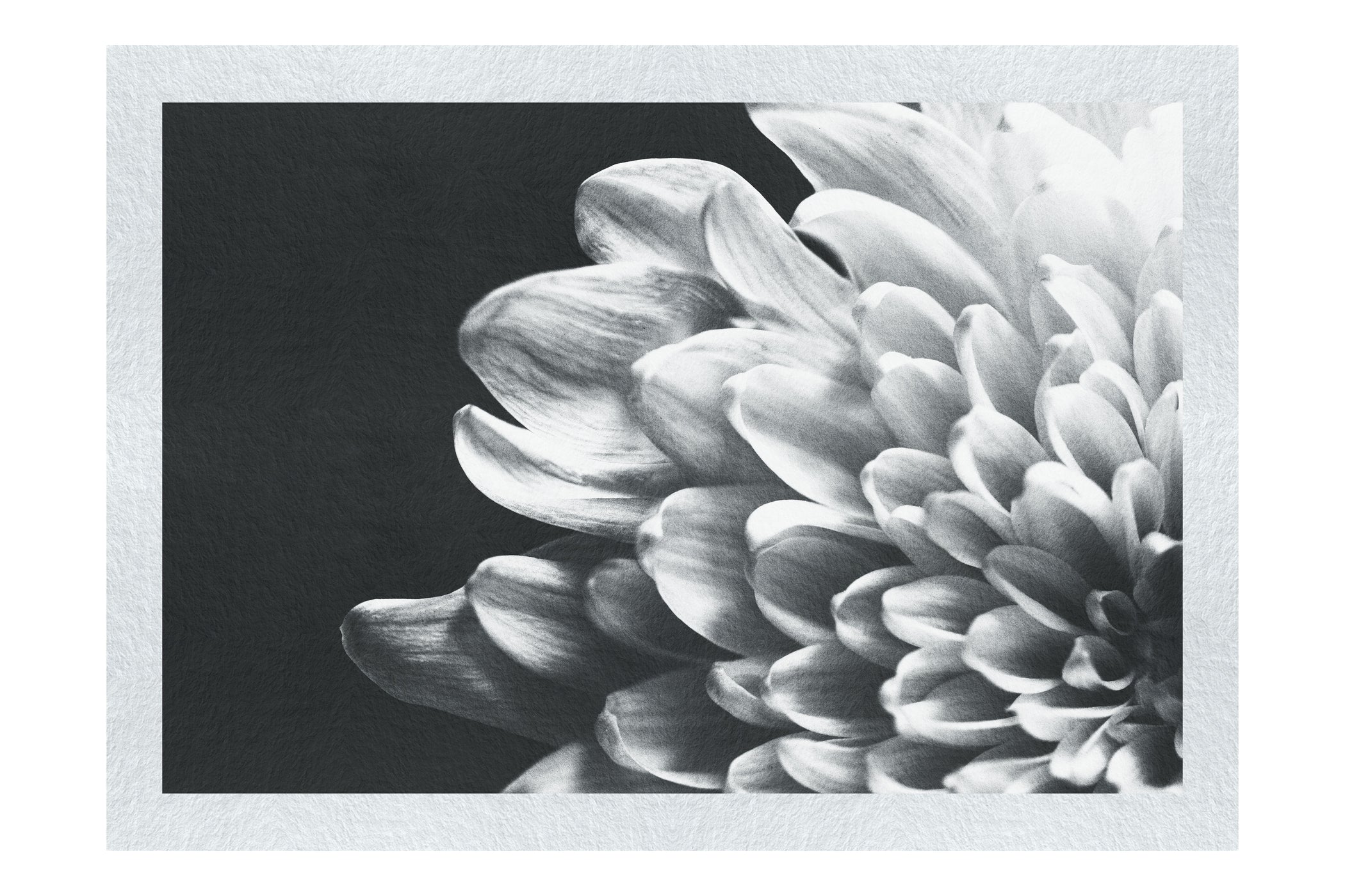 White Petal Plant - Fine Art Print - Flowers & Plants Category