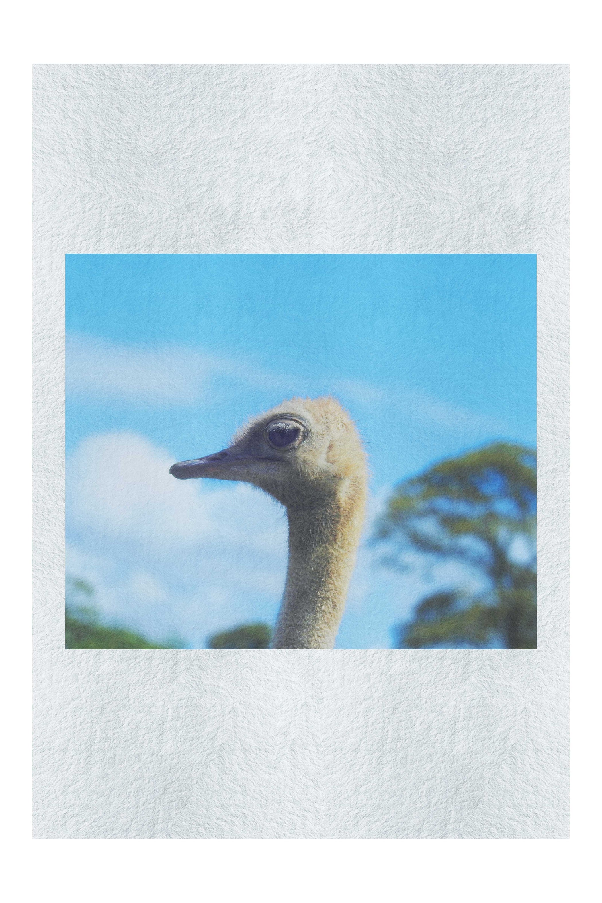 Ostrich Against Blue Sky - Fine Art Print - Wildlife Category
